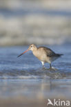 Bar-tailed Godwit (Limosa lapponica)