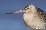 Bar-tailed Godwit (Limosa lapponica)