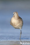 Bar-tailed Godwit (Limosa lapponica)