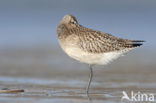Bar-tailed Godwit (Limosa lapponica)