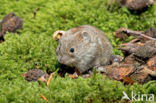 Rosse woelmuis (Clethrionomys glareolus)