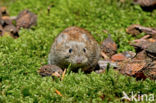 Rosse woelmuis (Clethrionomys glareolus)