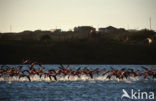 Roze flamingo (Phoenicopterus ruber)