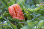 Caterpillar Killer (Cordyceps militaris)