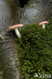 Brittlegill (Russula spec.)