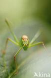 Sabelsprinkhaan (Tettiginia spec.)