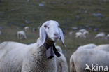 Schaap (Ovis spec.)