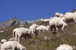 sheep (Ovis spec.)