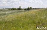 Scherpe boterbloem (Ranunculus acris)