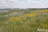 Scherpe boterbloem (Ranunculus acris)