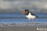 Oystercatcher (Haematopus ostralegus)