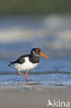 Oystercatcher (Haematopus ostralegus)