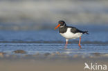 Oystercatcher (Haematopus ostralegus)