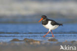 Oystercatcher (Haematopus ostralegus)