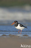 Oystercatcher (Haematopus ostralegus)