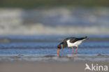 Oystercatcher (Haematopus ostralegus)