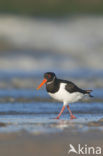 Oystercatcher (Haematopus ostralegus)