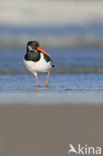 Oystercatcher (Haematopus ostralegus)
