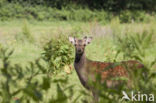 Sika Deer (Cervus nippon)