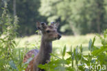 Sika Deer (Cervus nippon)