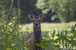 Sikahert (Cervus nippon)