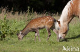 Sika Deer (Cervus nippon)