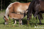 Sika Deer (Cervus nippon)