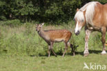 Sika Deer (Cervus nippon)