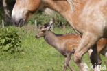 Sika Deer (Cervus nippon)