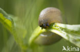 snail
