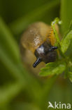snail