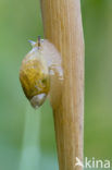 snail