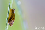 snail