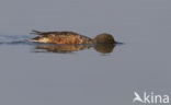 Northern Shoveler (Anas clypeata)