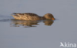 Northern Shoveler (Anas clypeata)