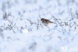 Snow Bunting (Plectrophenax nivalis)