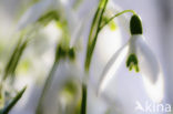 Sneeuwklokje (Galanthus spec.)