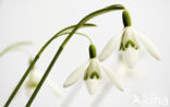 Sneeuwklokje (Galanthus spec.)