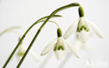 Snowdrop (Galanthus spec.)