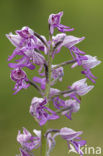 Soldaatje (Orchis militaris) 