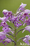 Military Orchid (Orchis militaris)