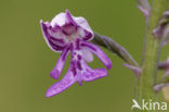 Soldaatje (Orchis militaris) 