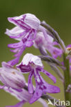 Soldaatje (Orchis militaris) 