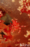 soft coral Spidercrab (Hoplophrys oatesii)