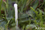 Spitse knotszwam (Clavaria falcata)