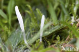 Spitse knotszwam (Clavaria falcata)