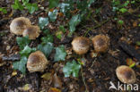 Spitsschubbige parasolzwam (Lepiota aspera)