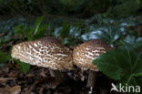 Lepiota aspera