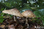 Lepiota aspera