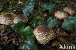 Spitsschubbige parasolzwam (Lepiota aspera)